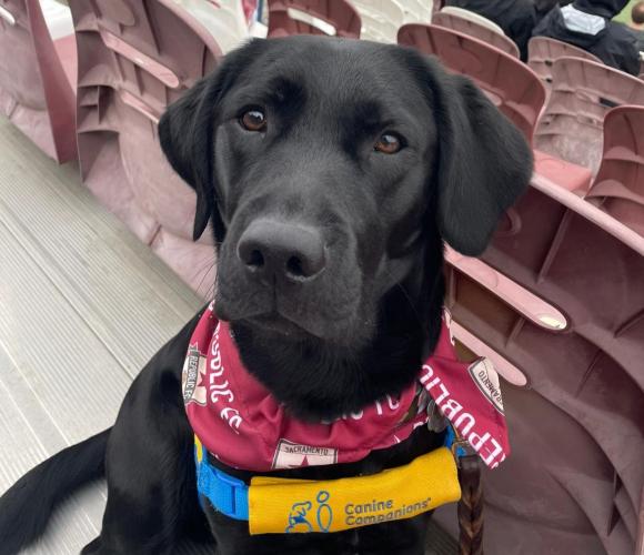 Balynn- Canine Companions Puppy in Training